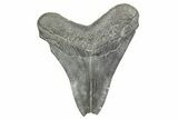 Bargain, Fossil Megalodon Tooth - South Carolina #365759-1